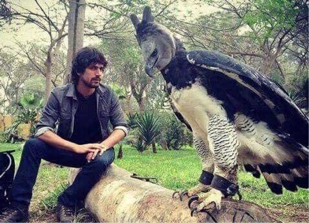 Founder beside a harpy eagle
